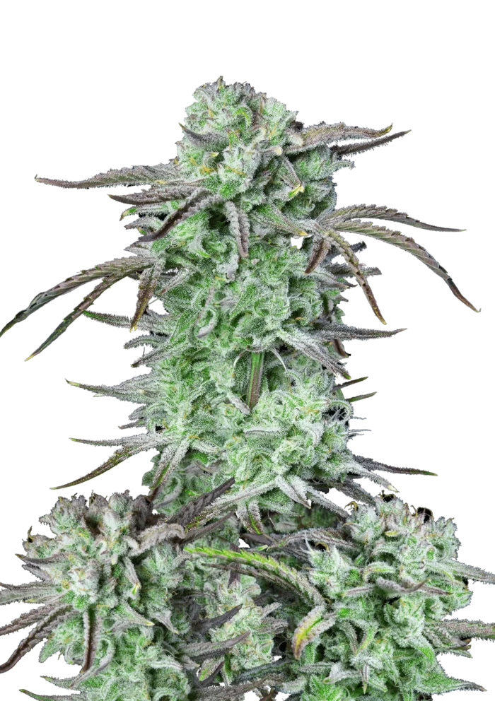 FAST BUDS - STRAWBERRY BANANA AUTO - Image 1