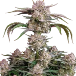 FAST BUDS - STRAWBERRY GORILLA AUTO FEM