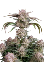 FAST BUDS - STRAWBERRY GORILLA AUTO FEM