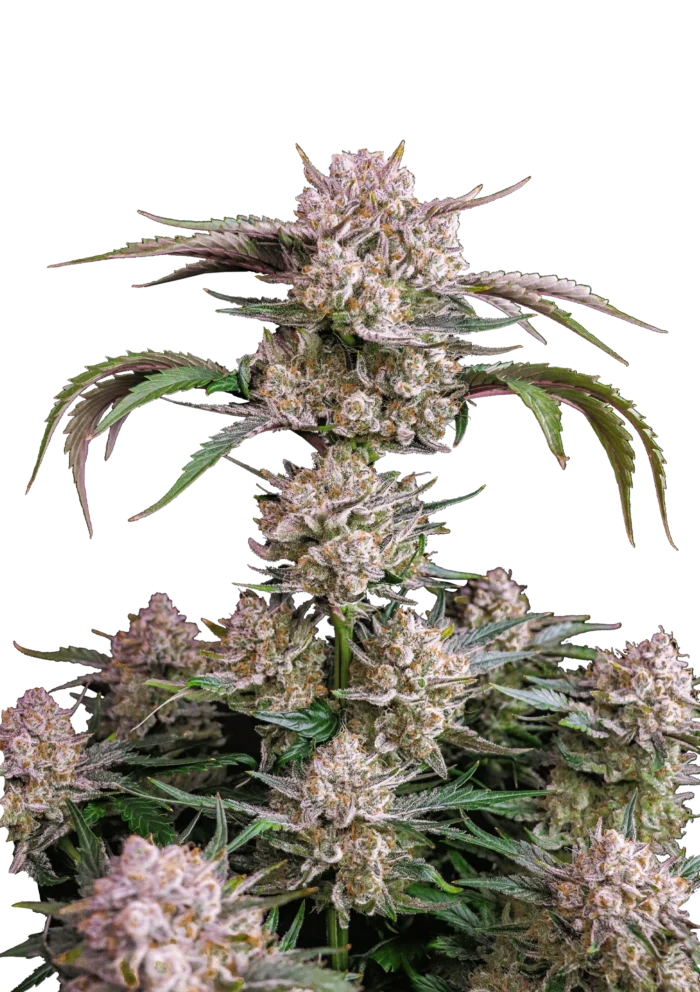 FAST BUDS - STRAWBERRY GORILLA AUTO FEM – Image 1