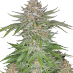 FAST BUDS - STRAWBERRY PIE AUTO