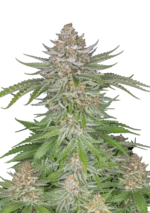 FAST BUDS - STRAWBERRY PIE AUTO
