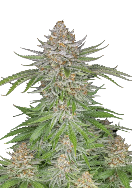 FAST BUDS - STRAWBERRY PIE AUTO