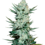 FAST BUDS - TANGIE'MATIC AUTO