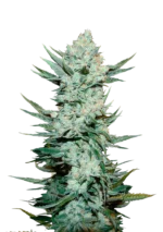 FAST BUDS - TANGIE'MATIC AUTO