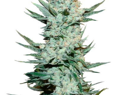 FAST BUDS - TANGIE'MATIC AUTO | Disponibile fino ad esaurimento scorte
