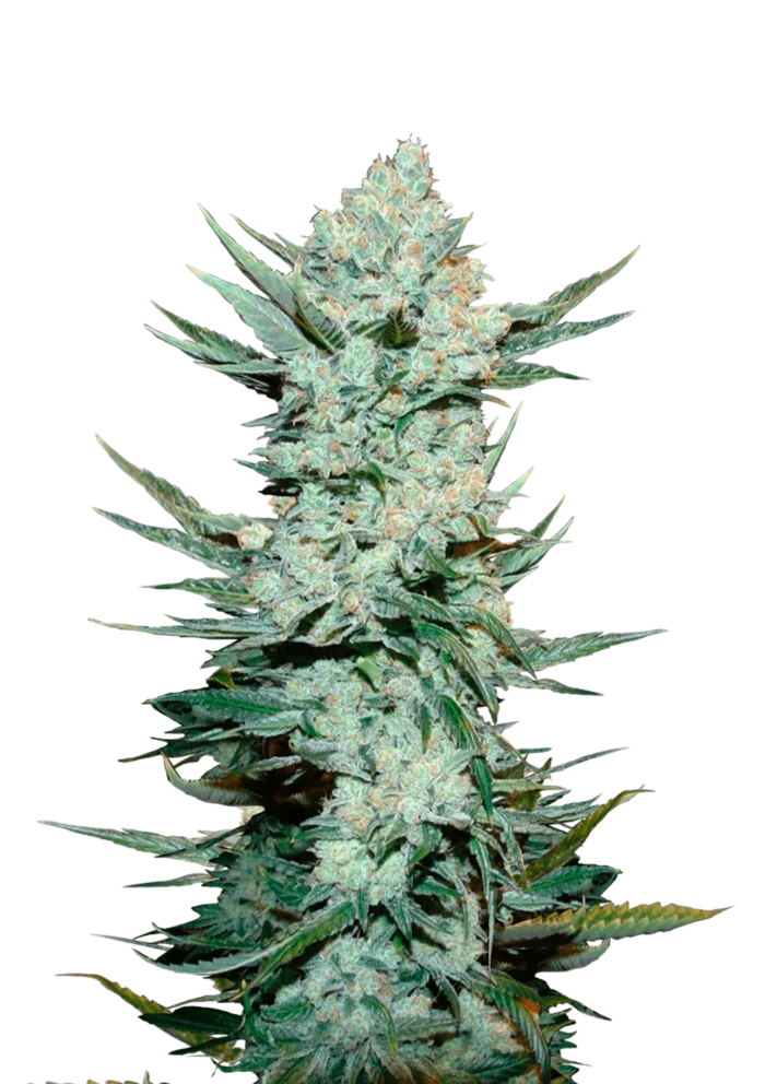 FAST BUDS - TANGIE'MATIC AUTO - immagine 1