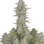 FAST BUDS - TARTA DE QUESO PARA BODAS AUTO