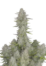 FAST BUDS - WEDDING CHEESECAKE AUTO