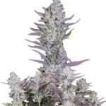 FAST BUDS - WEST COAST O.G. AUTO