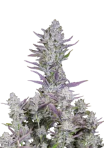 FAST BUDS - WEDDING GLUE AUTO FEM