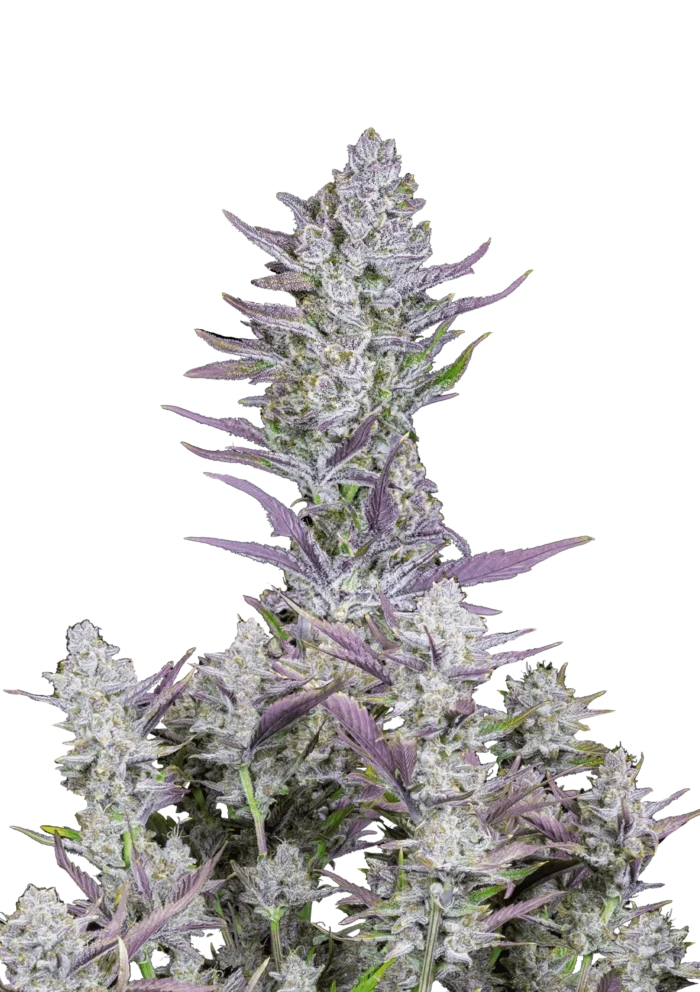 FAST BUDS - WEDDING GLUE AUTO FEM - immagine 1