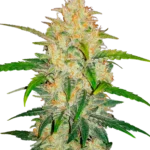 FAST BUDS - ZKITTLEZ AUTO