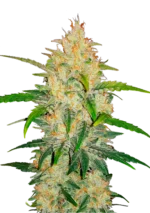 FAST BUDS - ZKITTLEZ AUTO