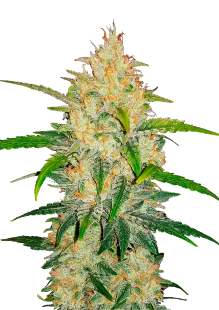 FAST BUDS - ZKITTLEZ AUTO