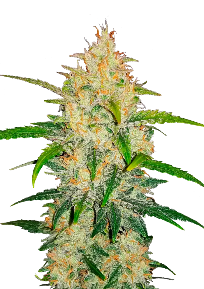 FAST BUDS - ZKITTLEZ AUTO – Image 1