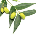 FLORTIS - OLIO DI NEEM CONCENTRATO | 1L - immagine 2