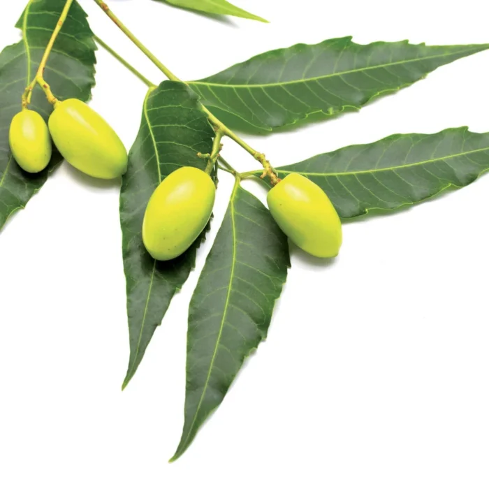 FLORTIS - OLIO DI NEEM CONCENTRATO | 1L - immagine 2