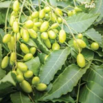 FLORTIS - OLIO DI NEEM CONCENTRATO | 1L - immagine 3