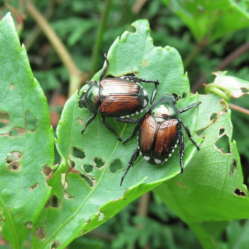 Foglie di vite rovinate dallo scarabeo giapponese
