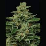 HUMBOLDT SEEDS COMPANY - FORTUNE COOKIE FEM - immagine 3