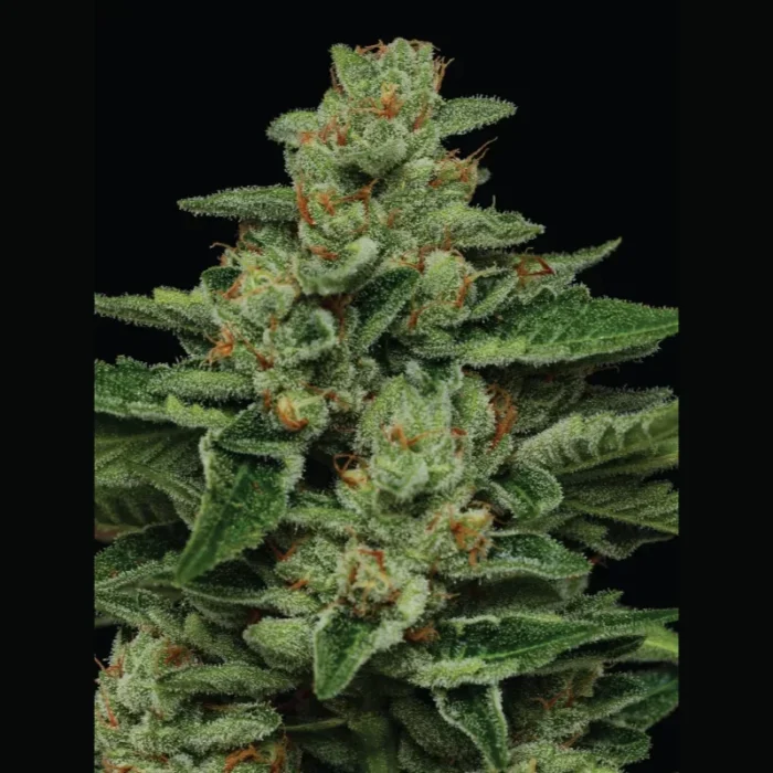 HUMBOLDT SEEDS COMPANY - FORTUNE COOKIE FEM - immagine 3