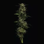 HUMBOLDT SEEDS COMPANY - PISTACHIO FEM - immagine 2