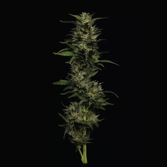 HUMBOLDT SEEDS COMPANY - PISTACHIO FEM - immagine 2