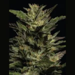 HUMBOLDT SEEDS COMPANY - PISTACHIO FEM - immagine 3