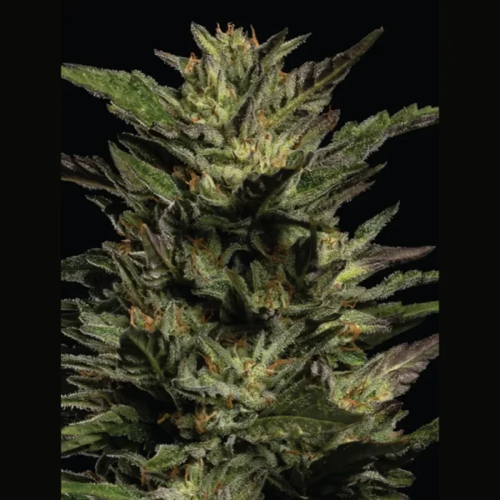 HUMBOLDT SEEDS COMPANY - PISTACHIO FEM - immagine 3