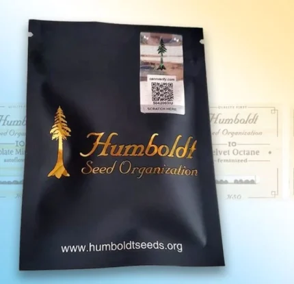 HUMBOLDT SEED ORGANISATION - PLÁTANO ZAFIRO FEM