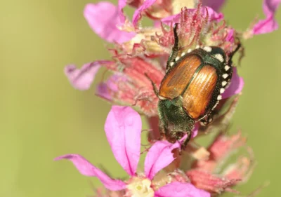Insetto Popillia japonica visto da vicino