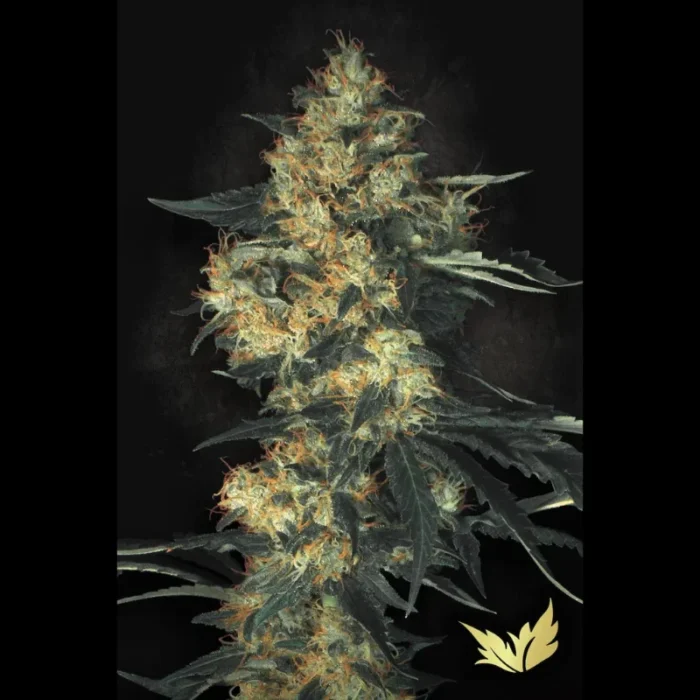 PARADISE SEEDS - ACID FEM - Image 1