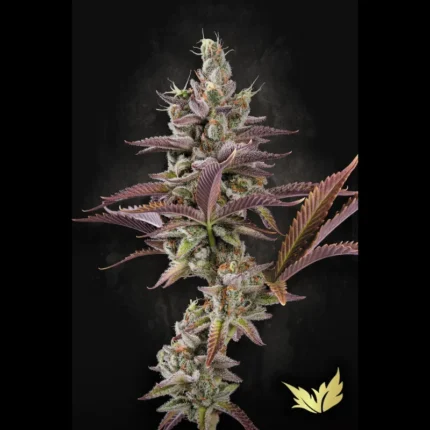 GRAINES DE PARADIS - ABRICOT CANDY FEM