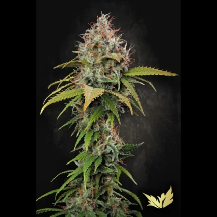 GRAINES DE PARADIS - ATOMICAL HAZE FEM