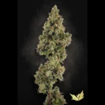 PARADISE SEEDS - AUTO JACK FEM