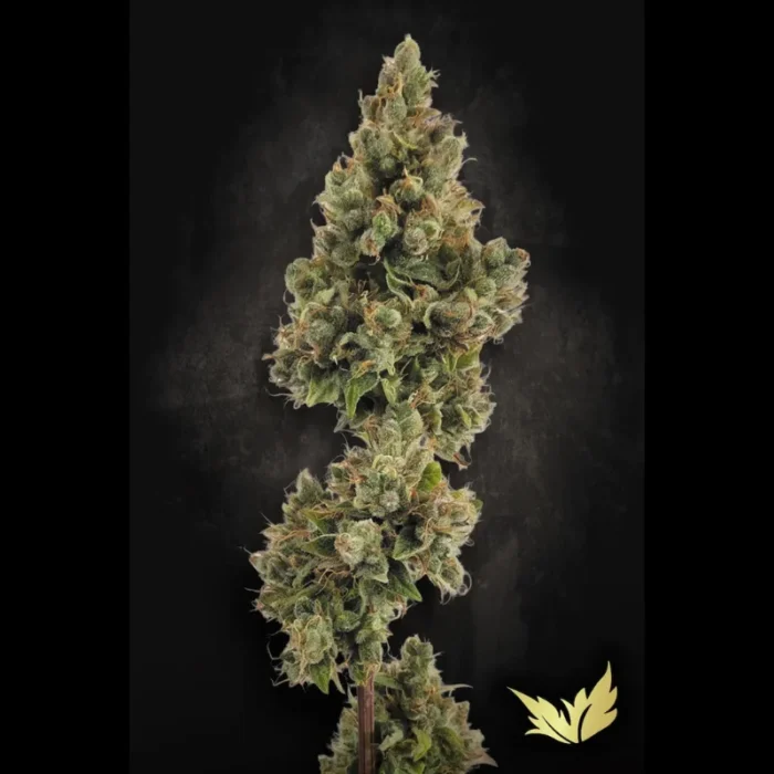 PARADISE SEEDS - AUTO JACK FEM - immagine 1
