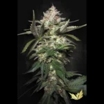 PARADISE SEEDS - AUTO KONG 4 FEM