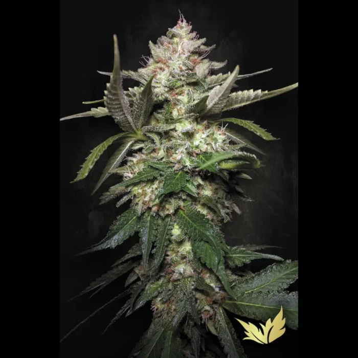 PARADISE SEEDS - AUTO KONG 4 FEM - Imagen 1