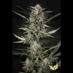 PARADISE SEEDS - AUTO WAPPA FEM
