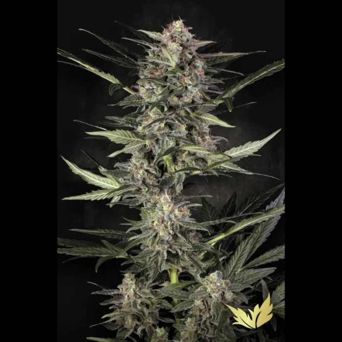 PARADISE SEEDS - AUTO WAPPA FEM - immagine 1