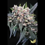 PARADISE SEEDS - AUTO WAPPA FEM - immagine 2