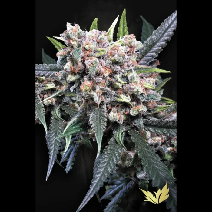PARADISE SEEDS - AUTO WAPPA FEM - immagine 2