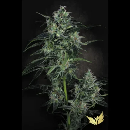 PARADISE SEEDS - AUTO WHITE BERRY FEM