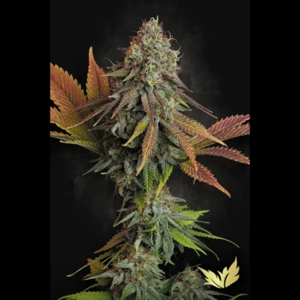 GRAINES DE PARADIS - CALIFORNIAN GOLD FEM
