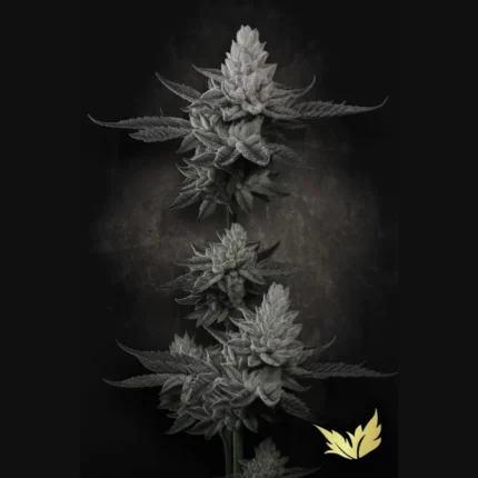 PARADISE SEEDS - CHEM CAKE FEM