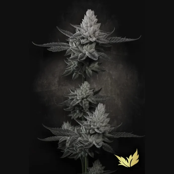 PARADISE SEEDS - CHEM CAKE FEM - Image 1