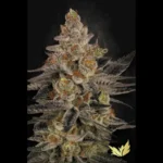 GRAINES DE PARADIS - CHOCOLATE WAFFLEZ FEM