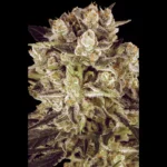 PARADISE SEEDS - DURGA MATA II CBD FEM