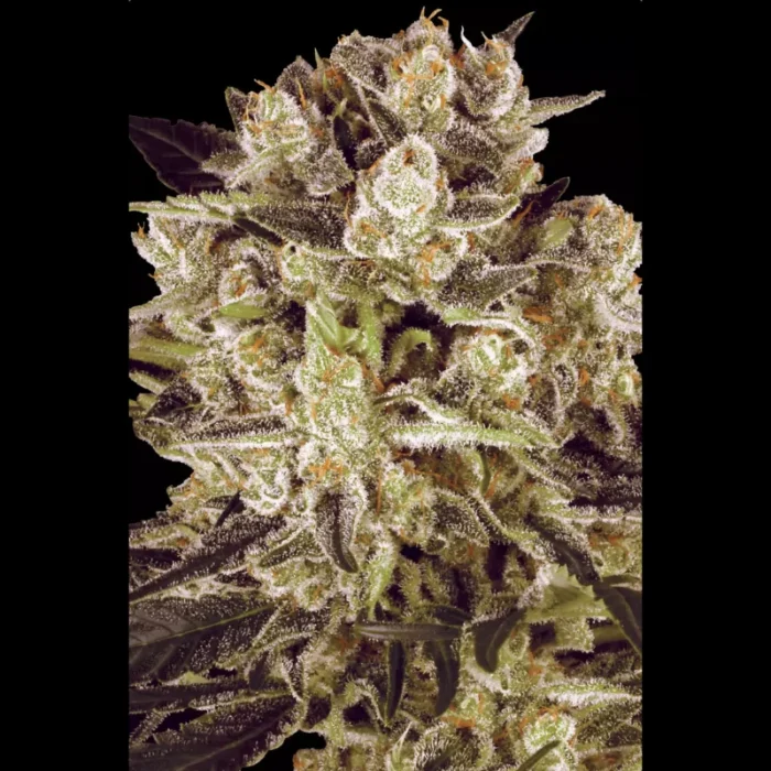 PARADISE SEEDS - DURGA MATA II CBD FEM - Image 1